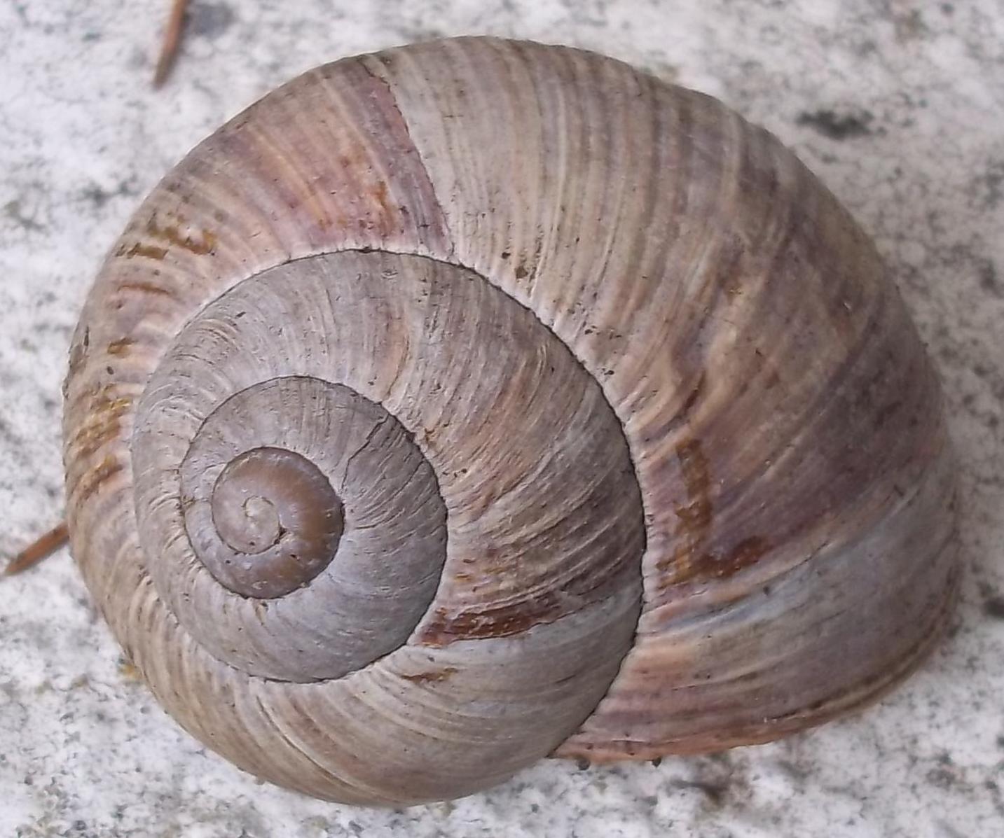 Helix pomatia  CDF 1